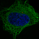 Illustration for article titled These spectacular images show why they call it the ‘OMG’ microscope